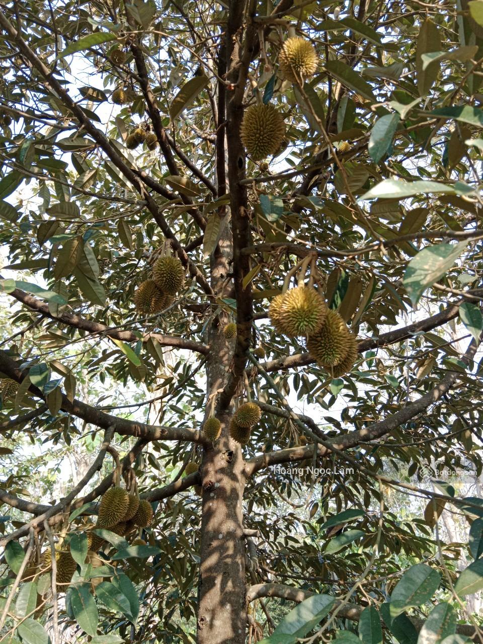 Chỉ 3,9 tỷ sở hữu ngay 45,000m2(4ha5) vườn sầu riêng đang cho cho thu hoạch + nhà cấp 4 Chỉ 3,9 tỷ sở hữu ngay 45,000m2(4ha5) vườn sầu riêng đang cho cho thu hoạch + nhà cấp 4