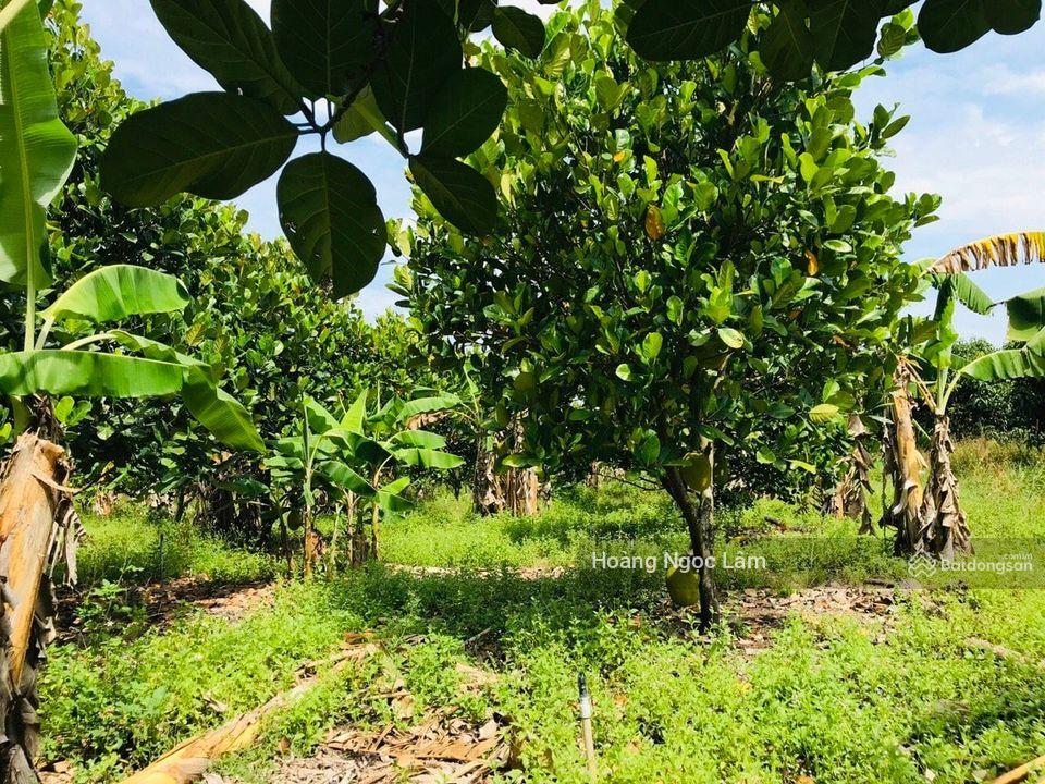 Tôi cần bán vườn 7500m2 + nhà cấp 4 đẹp mới xây + vườn trái cây + suối chảy qua đất chỉ 2ty4 Tôi cần bán vườn 7500m2 + nhà cấp 4 đẹp mới xây + vườn trái cây + suối chảy qua đất chỉ 2ty4