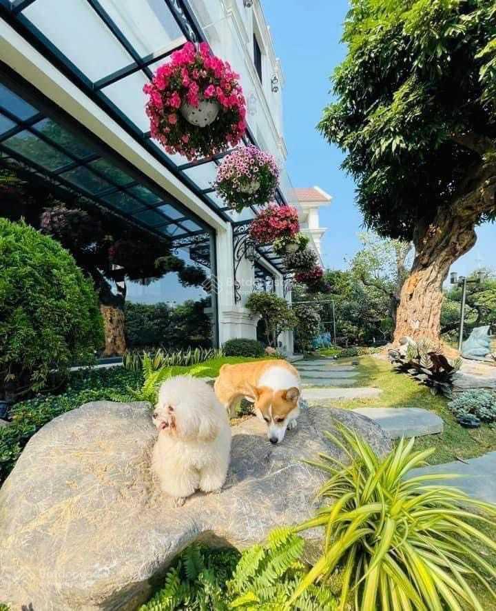 Bán gấp BT Bằng Lăng 03 - 04 hướng ĐB, diện tích 228m2 XD 455m2 căn thô view hồ rộng, giá 79.5tỷ Bán gấp BT Bằng Lăng 03 - 04 hướng ĐB, diện tích 228m2 XD 455m2 căn thô view hồ rộng, giá 79.5tỷ