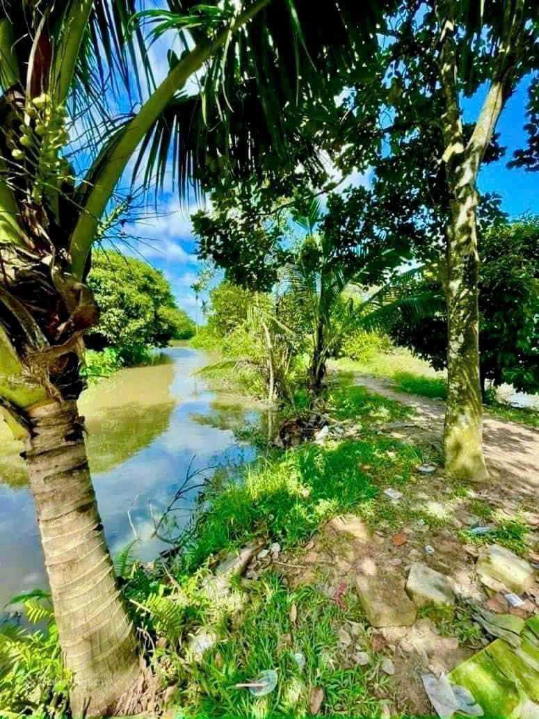 Bán vườn măng cụt phường Tân An mặt tiền sông 1 sẹc Huỳnh Thị Hiếu đường oto giá rẻ chỉ 2tr5/m2