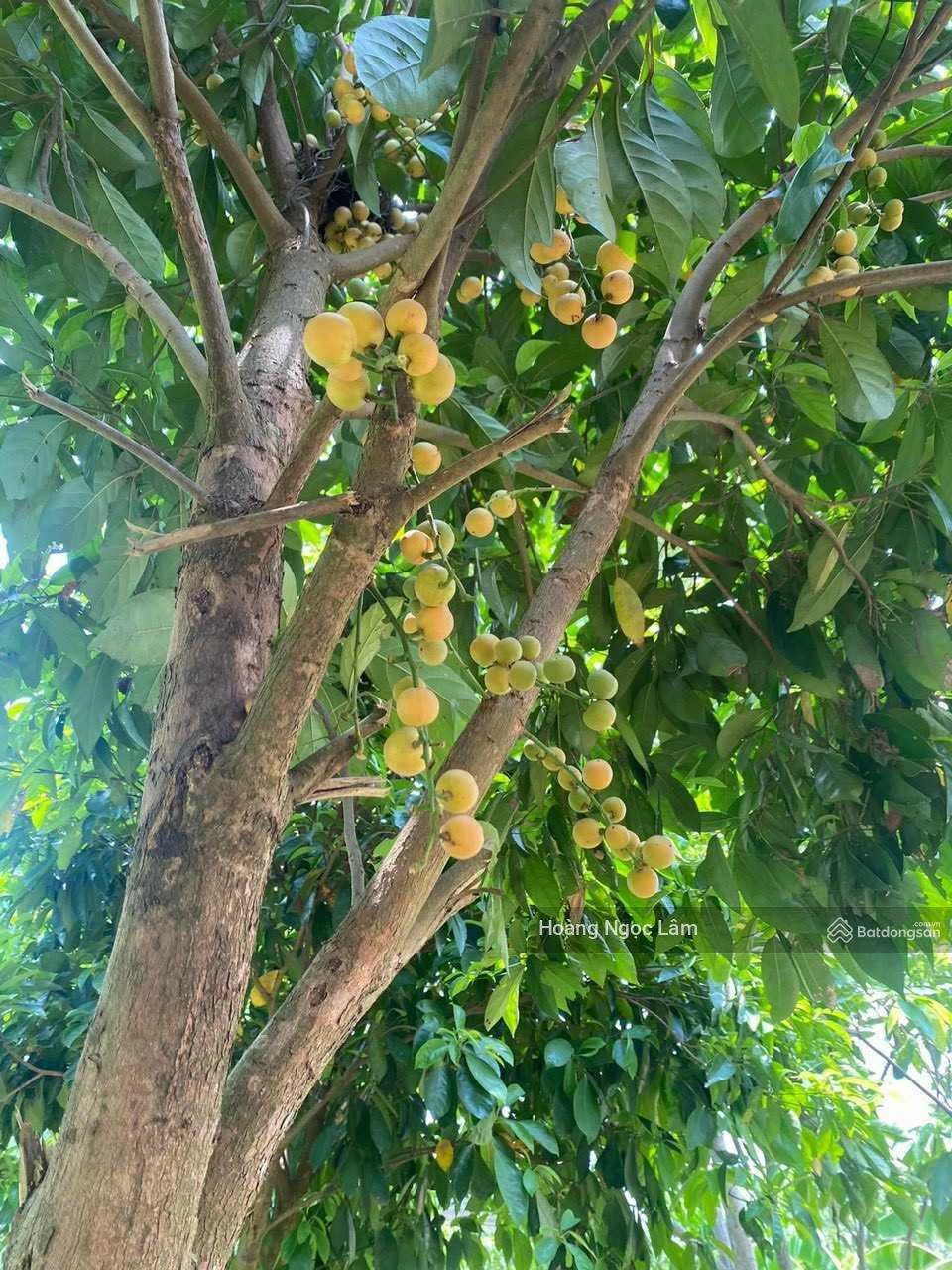 Cách Quốc Lộ 20 chỉ 300m lô đất biệt thự vườn 1109m2(14mx75m) có sẵn 100m2 thổ cư chỉ 1,35 tỷ