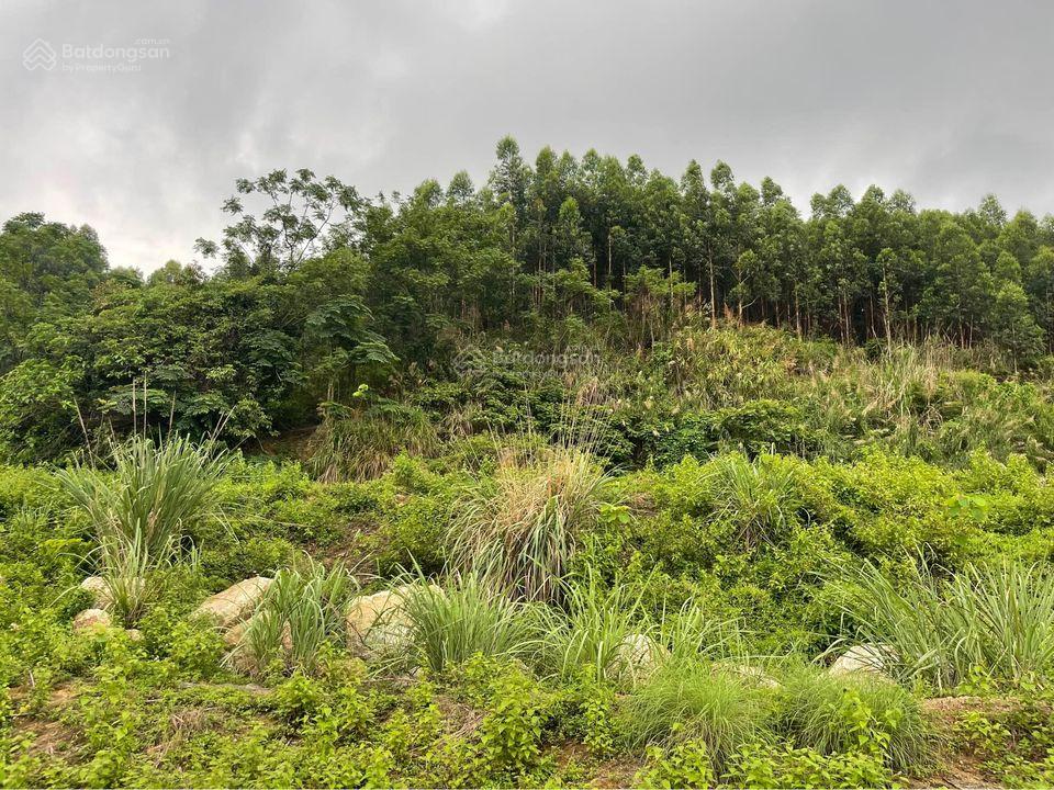 Bán 13,5ha đất rừng tại Cầu Trắng, Đại Yên. View toàn cảnh siêu dự án Vinhomes Hạ Long Xanh rất đẹp