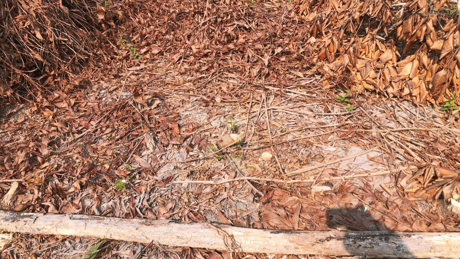 Cần bán 2652m2 xã Quế Mỹ, Quế Sơn, Quảng Nam, giá đầu tư của dân chỉ 1.09 tỷ Cần bán 2652m2 xã Quế Mỹ, Quế Sơn, Quảng Nam, giá đầu tư của dân chỉ 1.09 tỷ