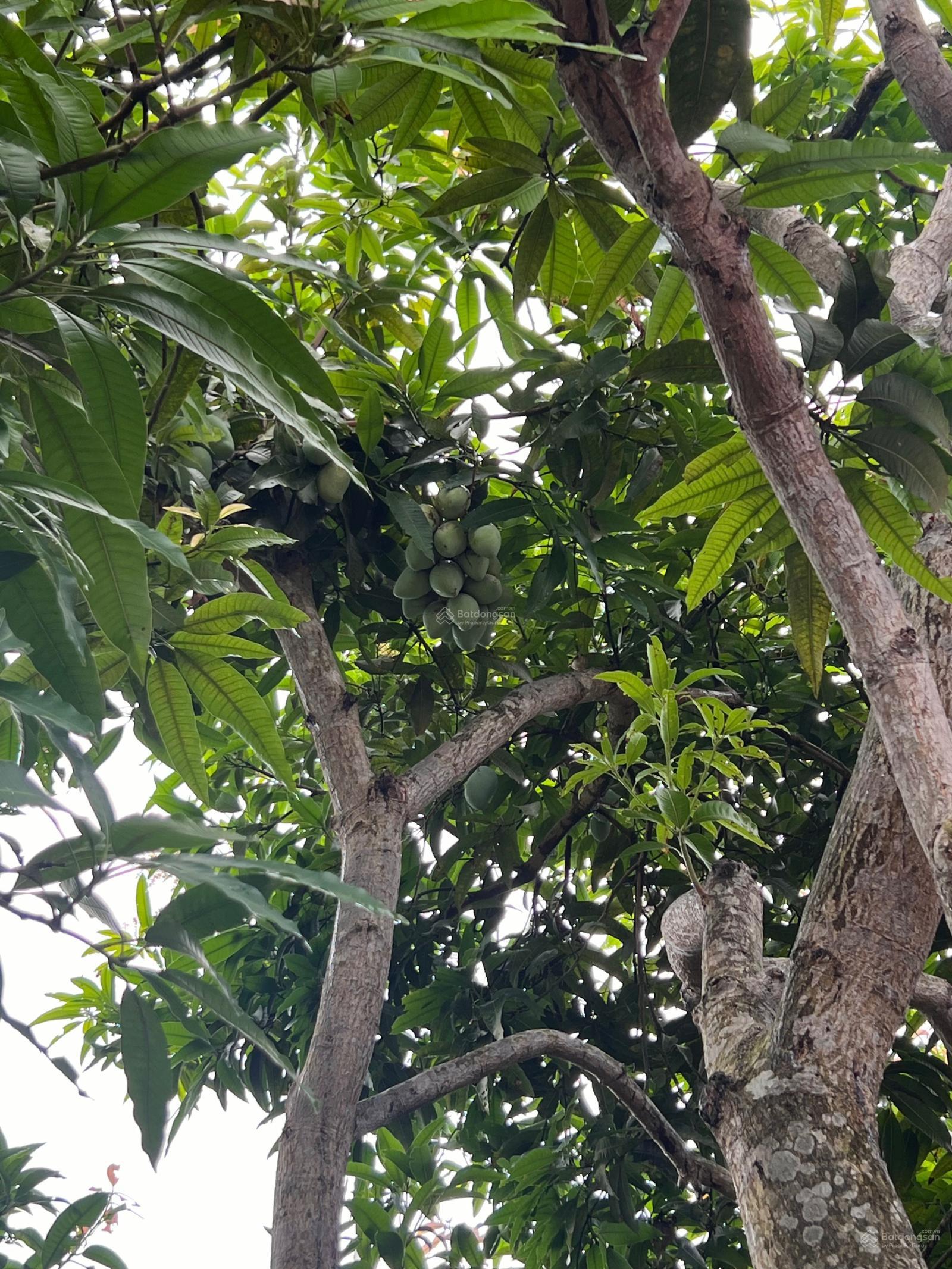 Cần bán nhà 2 tầng lô góc ô tô vào sân tại Ngọc Hùng, Nghĩa Hải