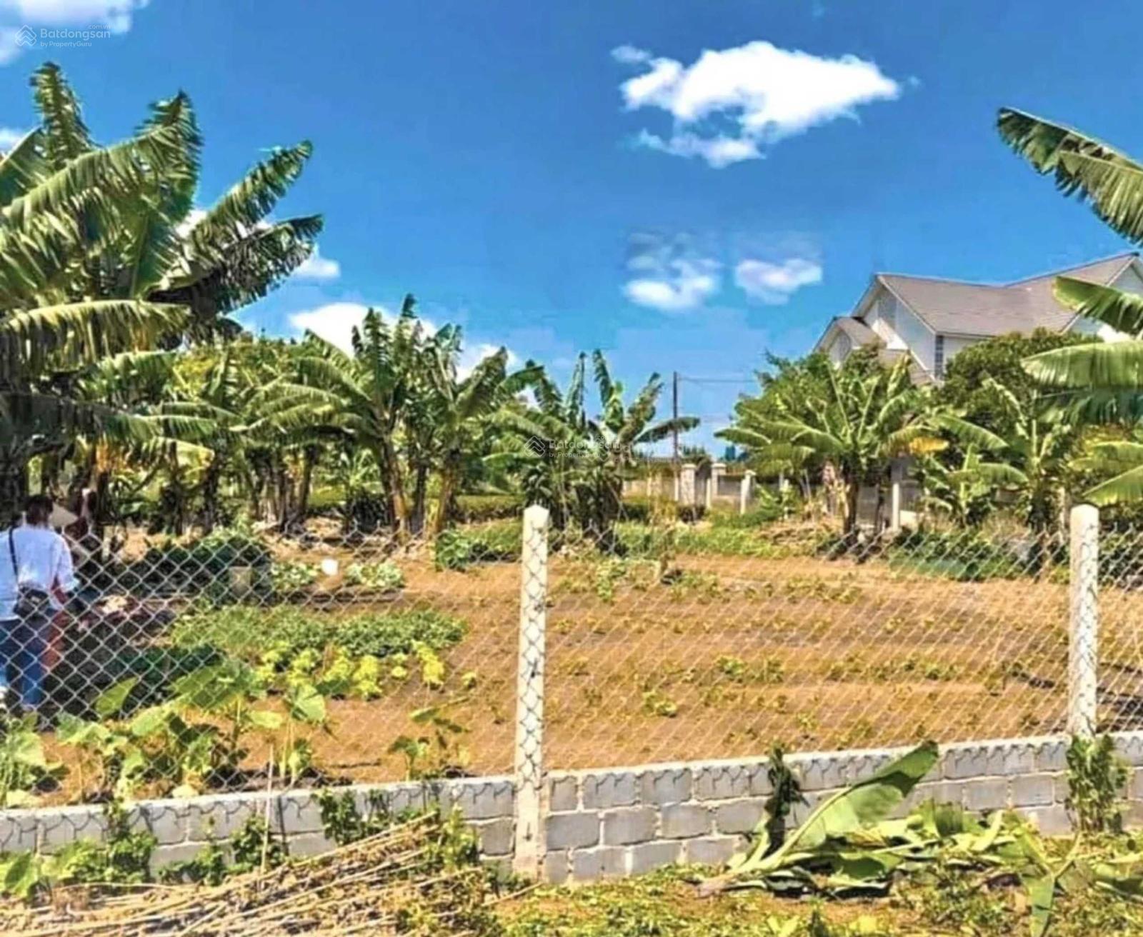 2 cô chú muốn bán mảnh vườn 4500m2 trái cây view hồ Dầu Tiếng đẹp nhất ĐNB giá diện tích 100%