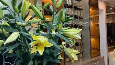 Bán căn hộ 165 Thái Hà, Đống Đa DT 120m2,3PN, full ở ngay hơn 8 xu