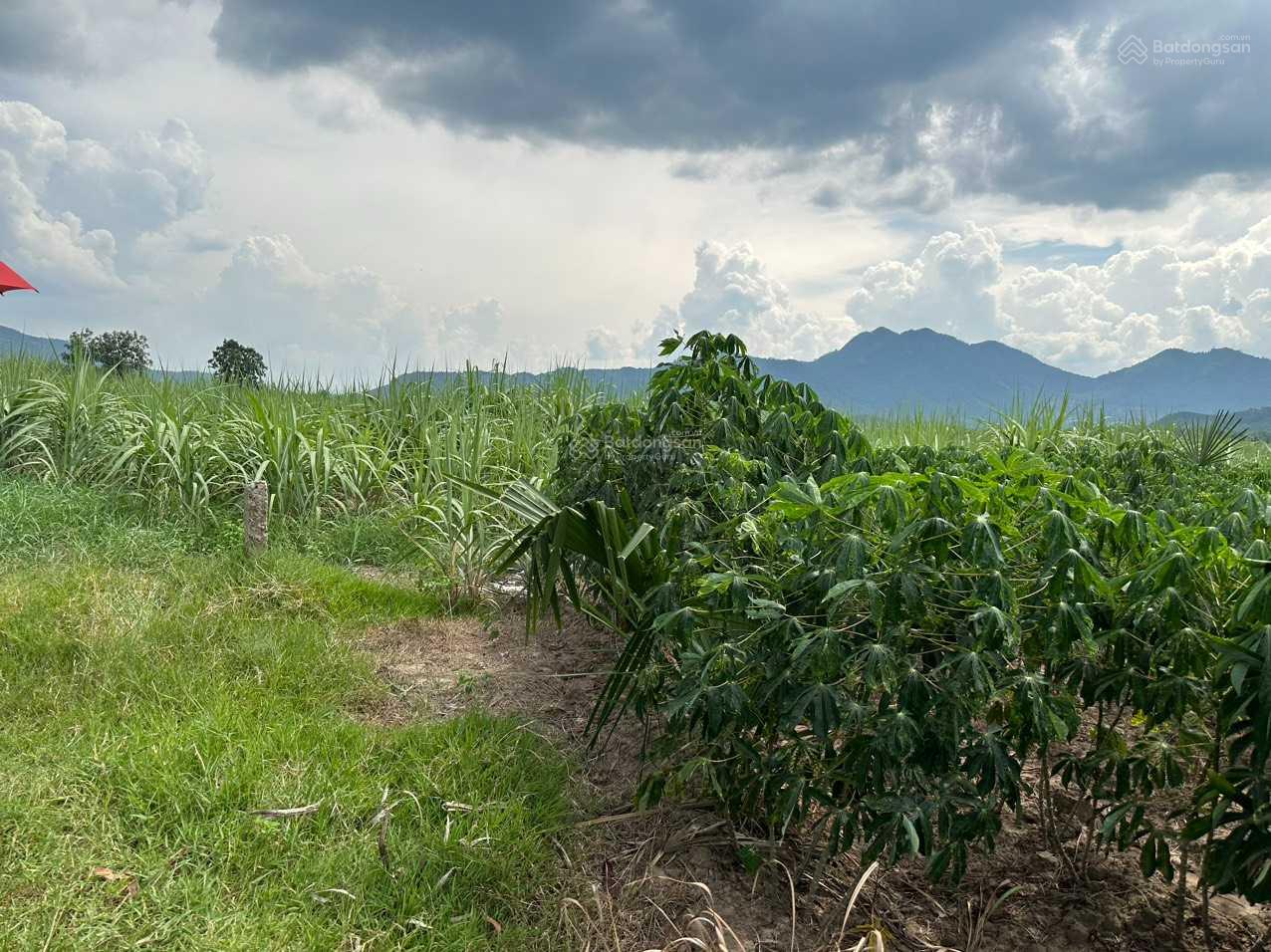 Chủ ngộp bán nhanh lô đất Thôn Suối Sâu Xã Ninh Tân Thị Xã Ninh Hòa