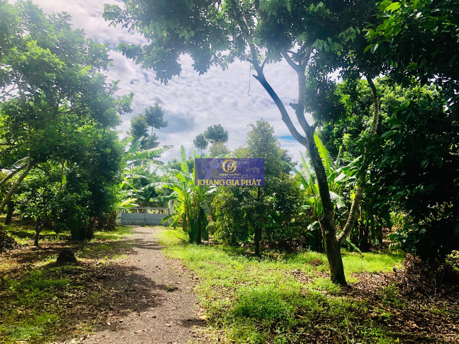 Sông Nhạn - Cẩm Mỹ 1.3ha giá 7 tỷ vườn sầu riêng 6 năm đang thu hoạch đường oto tới đất sổ riêng