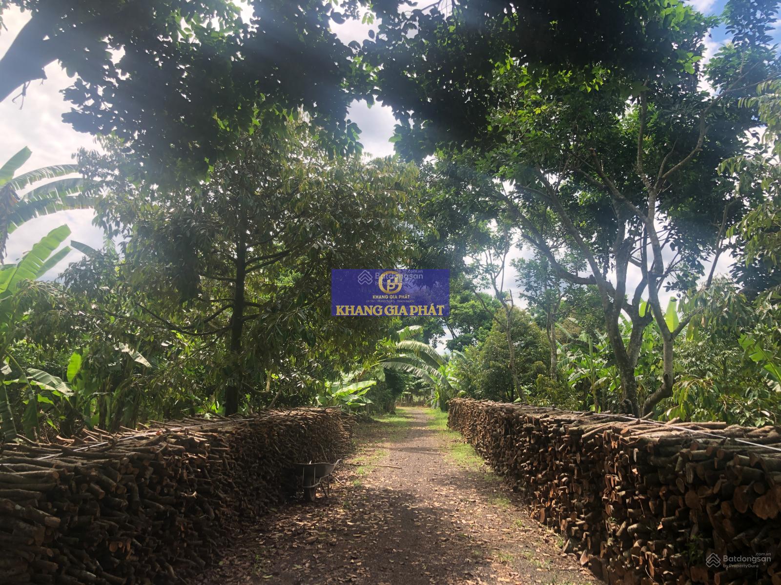 Sông Nhạn - Cẩm Mỹ 1.3ha giá 7 tỷ vườn sầu riêng 6 năm đang thu hoạch đường oto tới đất sổ riêng