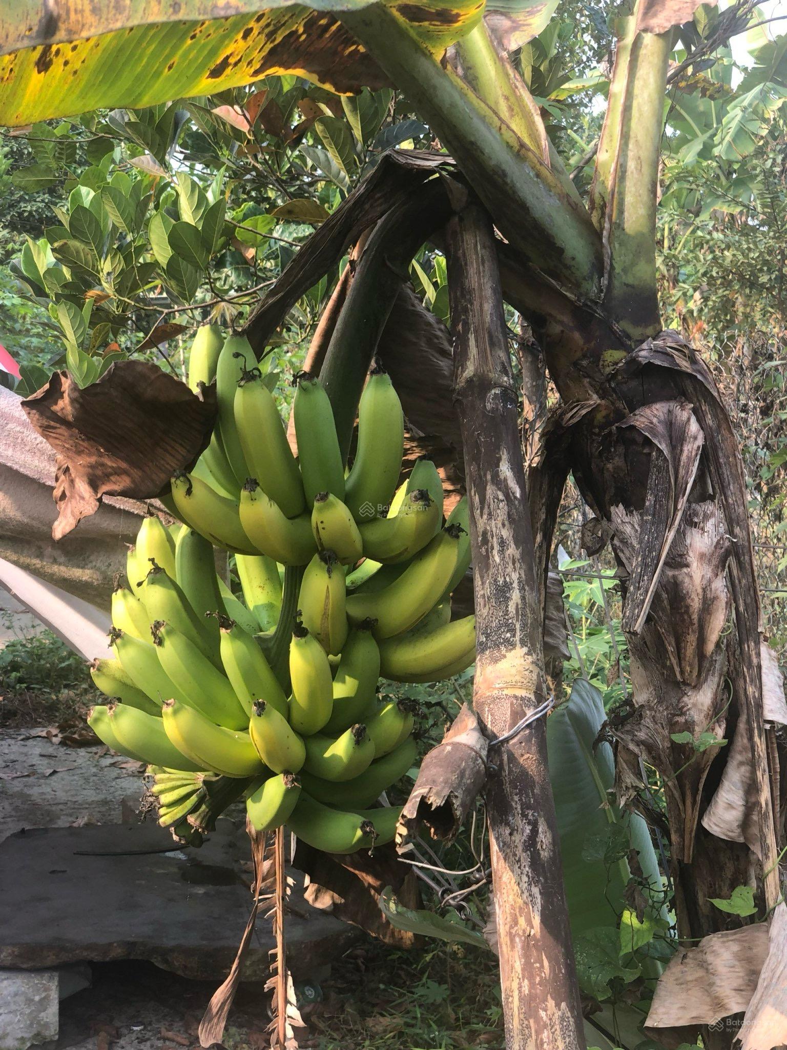 Sụp hầm lô đất vườn MT đường nhựa. DT 537m2 có 400m2 đất ở