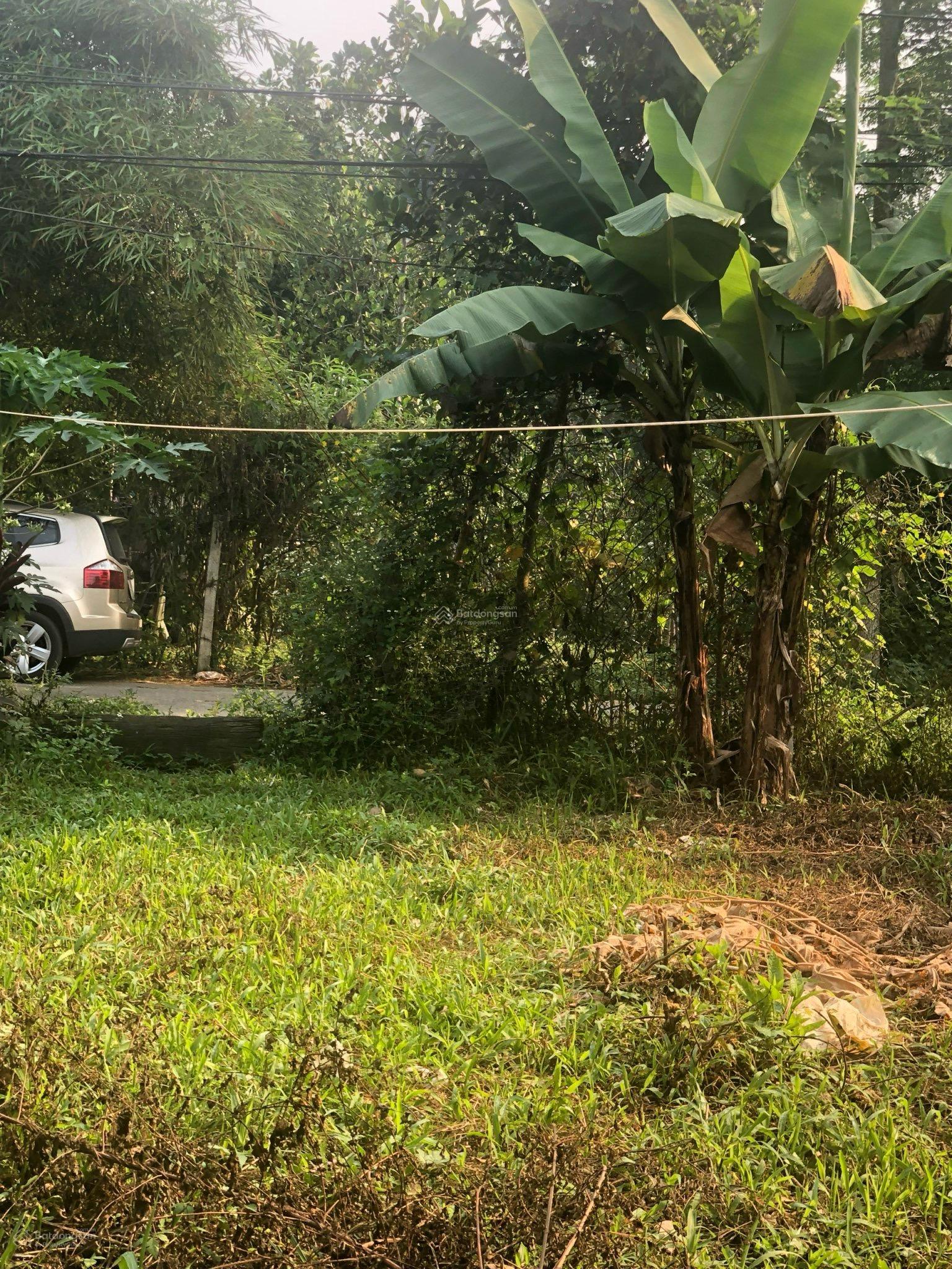 Sụp hầm lô đất vườn MT đường nhựa. DT 537m2 có 400m2 đất ở