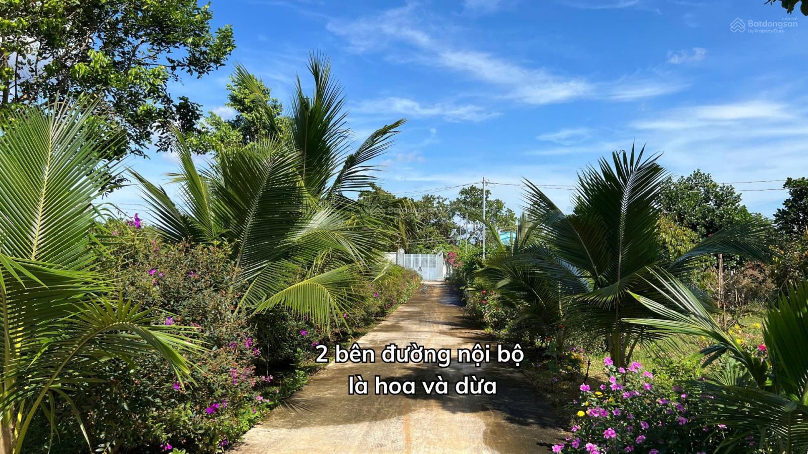 Khu nghỉ dưỡng, vườn sầu riêng, trái cây đủ loại, đất ở đô thị, tại TT Kim Long, Châu Đức, BRVT