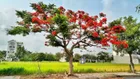 Chính chủ gửi bán lô duy nhất khu A6 6x20m, 120m2 giá 60 triệu/m2 có sổ đỏ. LH Tuấn 0939 386 ***