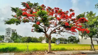 Chính chủ gửi bán lô duy nhất khu A6 6x20m, 120m2 giá 60 triệu/m2 có sổ đỏ. LH Tuấn 0939 386 ***