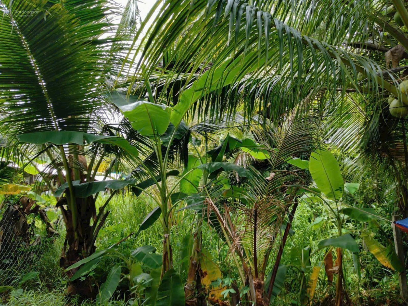 Bán đất Cái Tắc lộ ô tô cách Cầu Đất Sét, QL1A chỉ 1,3km cách chợ Cái Tắc 2,5km