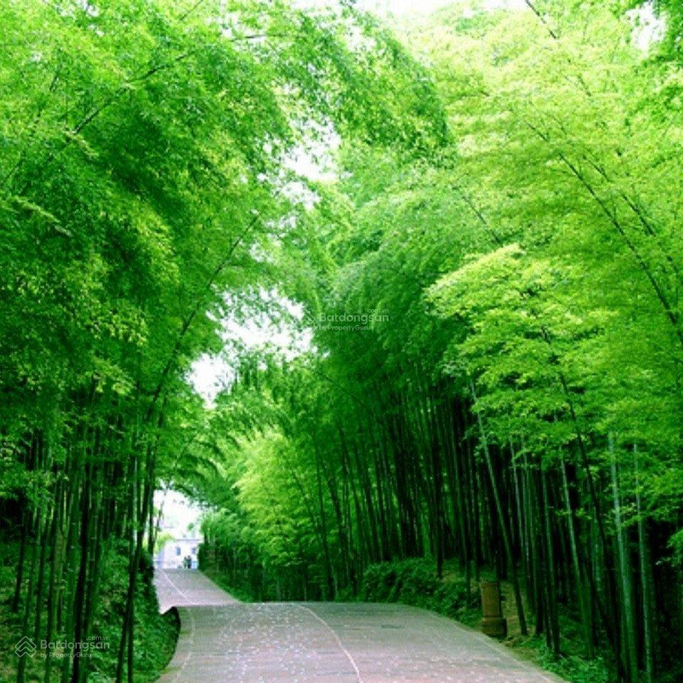 Đất cần bán gần sân golf Bà Nà hơn 80 ngàn m2 tại xã Hòa Phú, Hòa Vang, vị trí đẹp đắc địa 45 tỷ