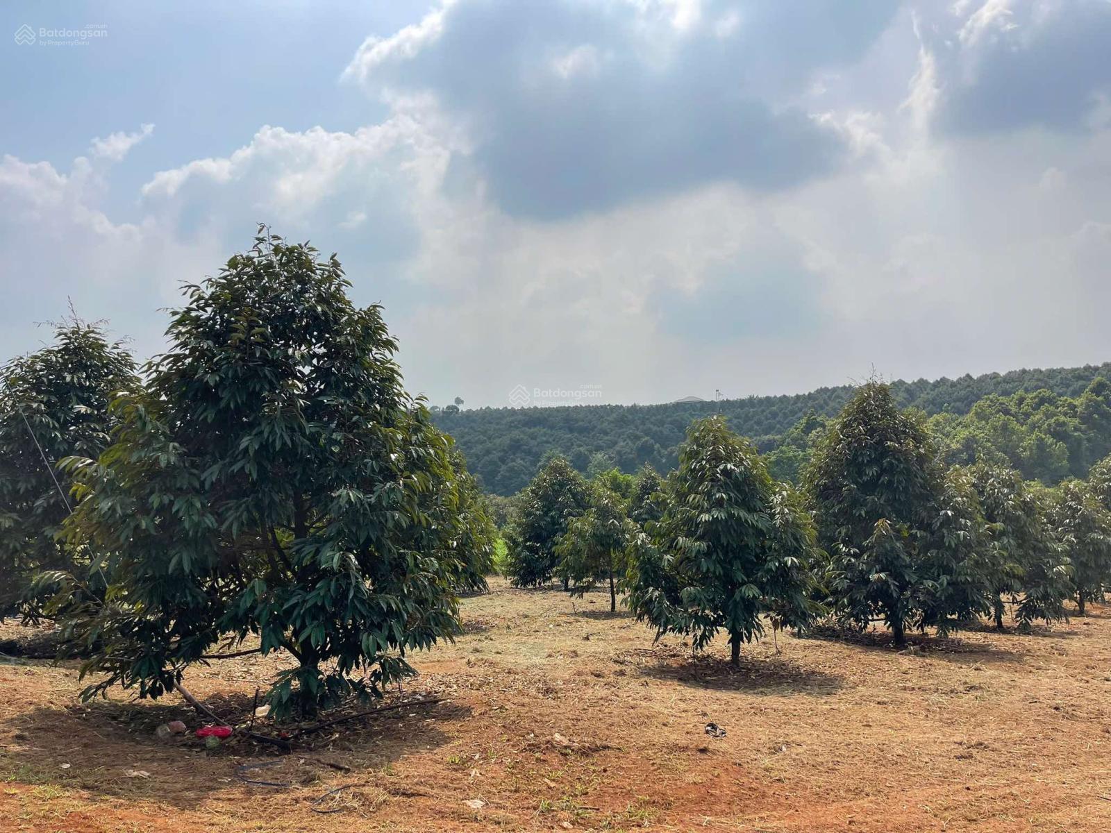 Hot mảnh vườn sầu riêng 2000m2 đang thu hoạch chỉ 2tỷ5