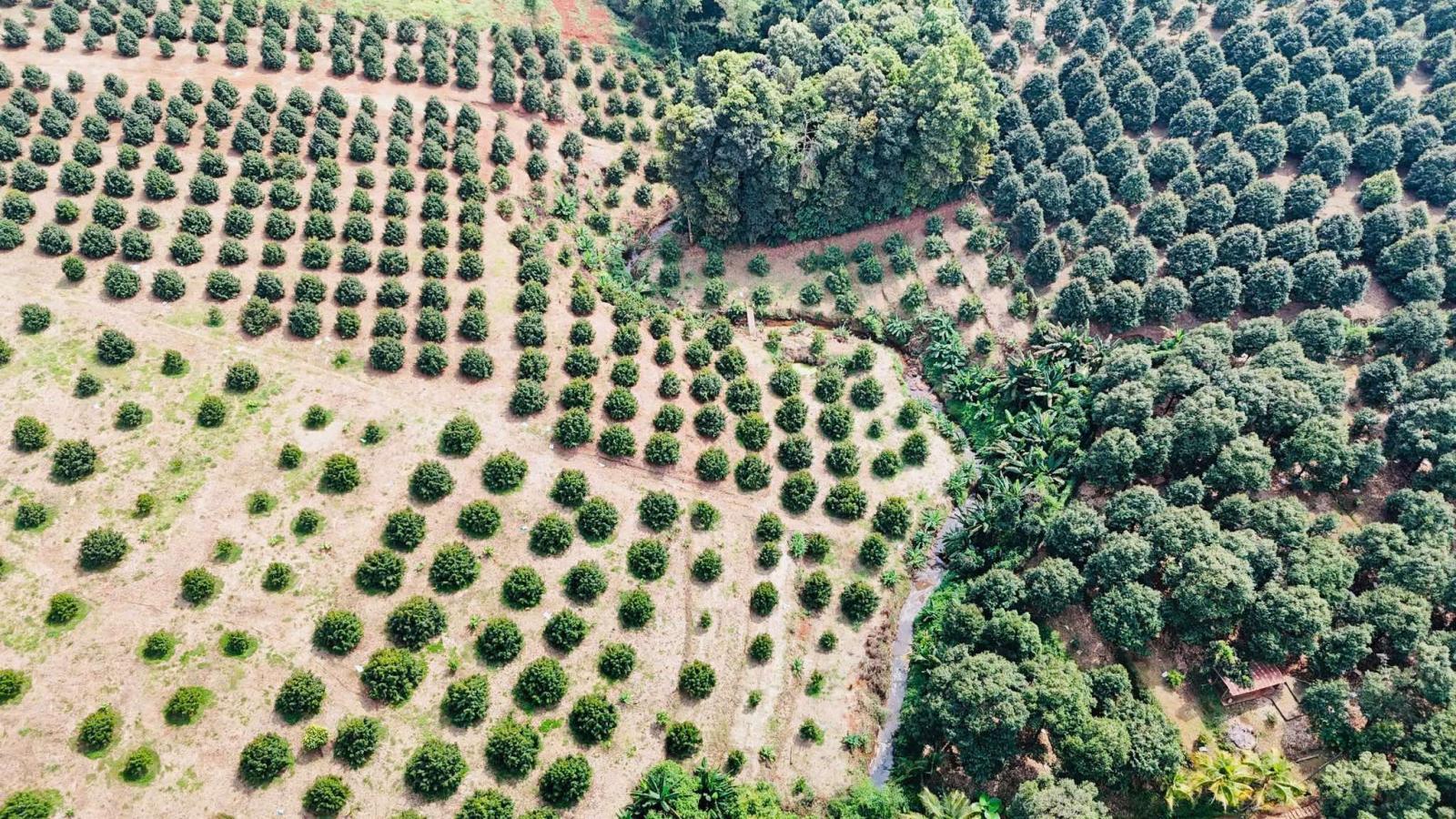 Hot mảnh vườn sầu riêng 2000m2 đang thu hoạch chỉ 2tỷ5