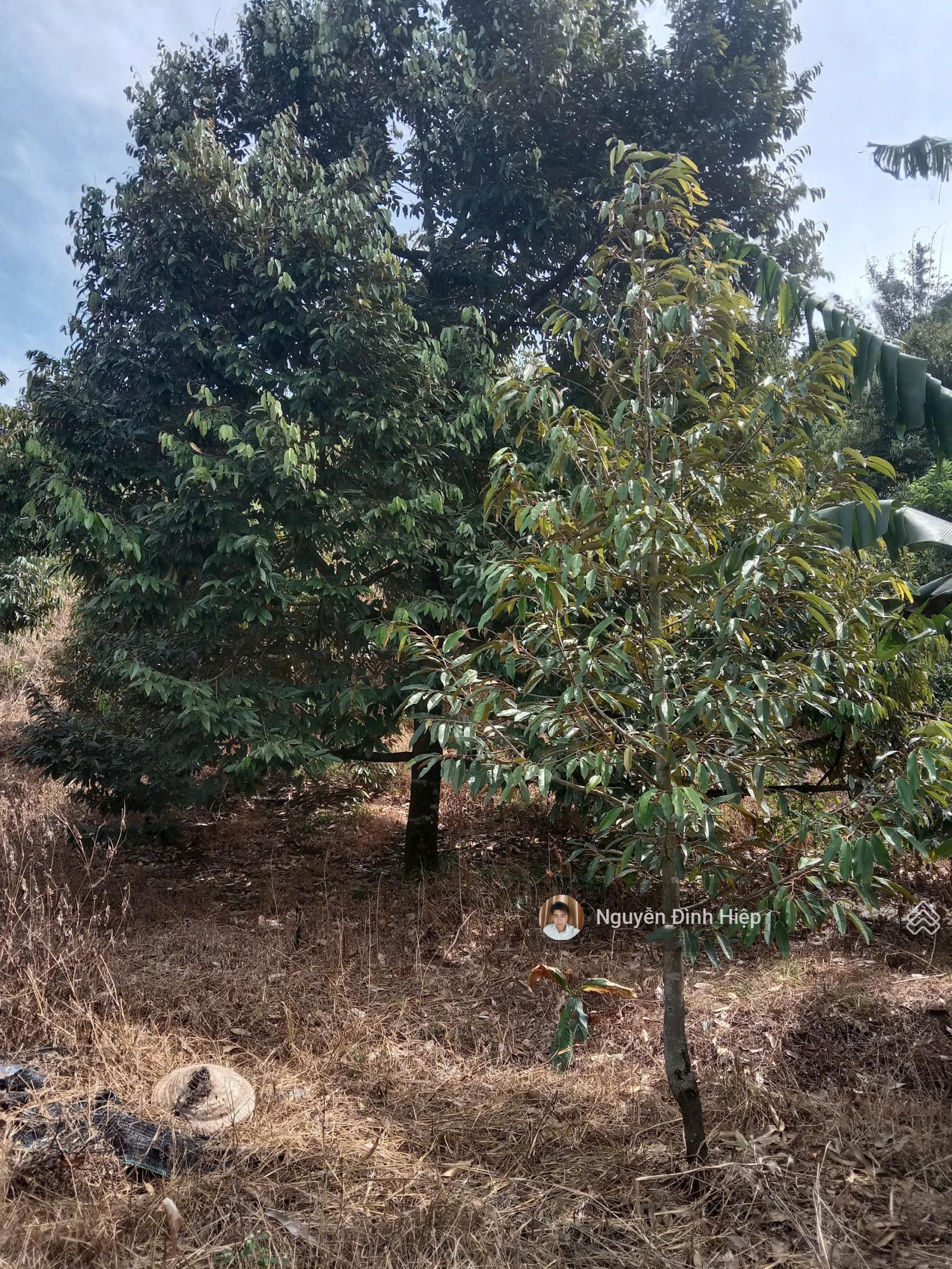Bán đất Quảng Tân, 2.4ha, ôm Suối - Thác - Đảo, nhà vườn sầu riêng view đẹp, 2.4ha giá 1.8 tỷ Bán đất Quảng Tân, 2.4ha, ôm Suối - Thác - Đảo, nhà vườn sầu riêng view đẹp, 2.4ha giá 1.8 tỷ