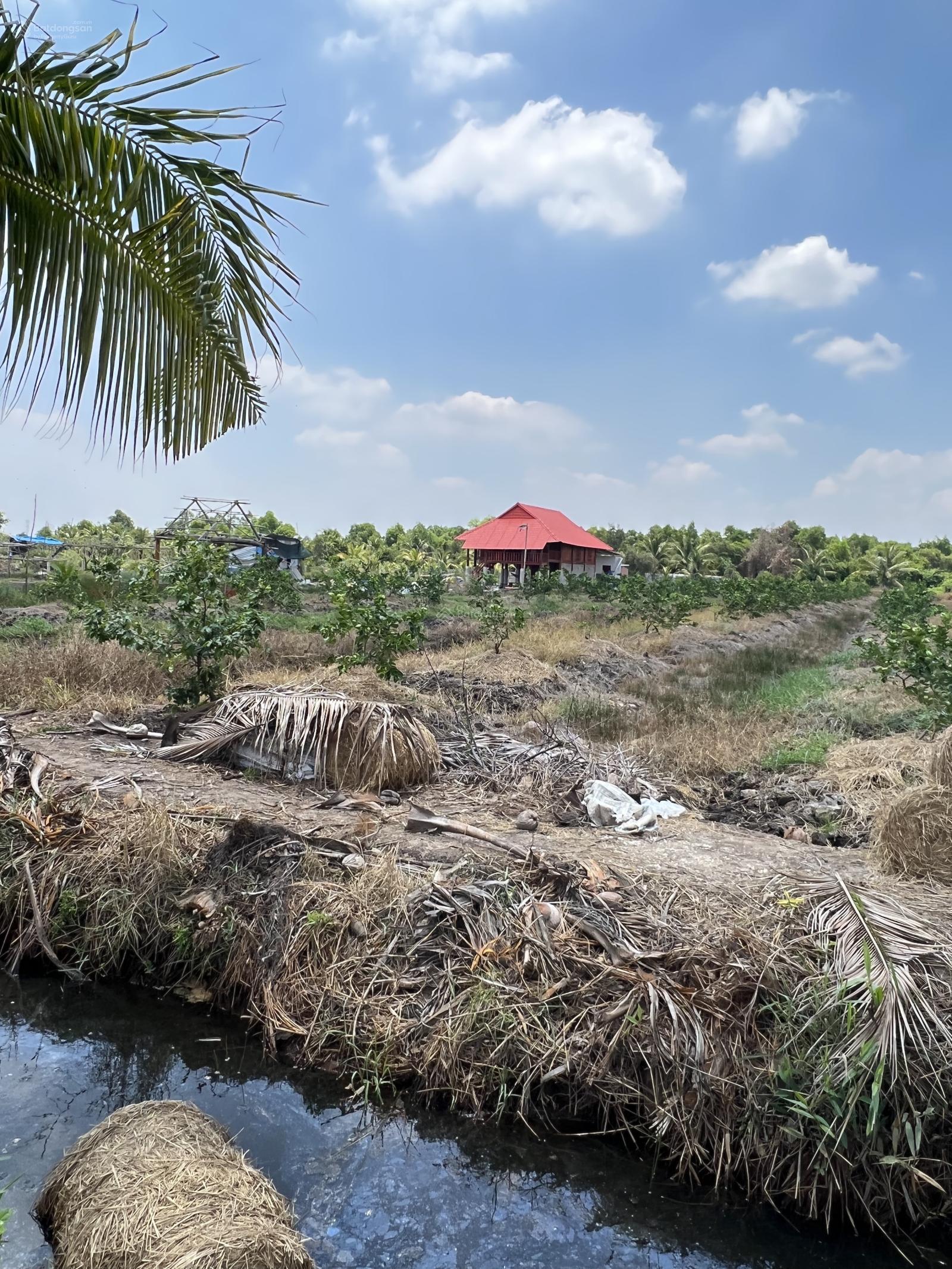 1200m2 Đất vườn đường ô tô tại Bình Đức, Bến Lức, Long An, đã san lấp nền và đào ao kế nhà vườn