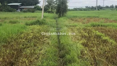 Đất vườn gần TL15, Tân Thạnh Tây, Củ Chi, 1,6 tỷ, 1188m2, view đẹp, giá tốt