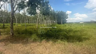 Bán đất tại Long Vĩnh, Châu Thành, Tây Ninh, giá tốt đầu tư, 545m2, quy hoạch khu dân cư, gần TT