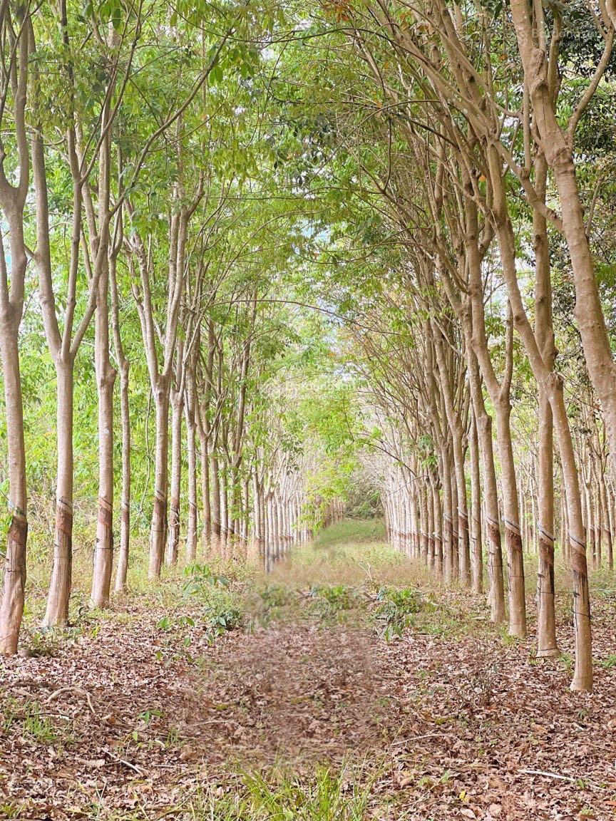 Bán đất có thổ cư và vườn cao su đang thu nhập ổn định Ấp Tân Lập, Tân Hiệp, Hớn Quản, Bình Phước