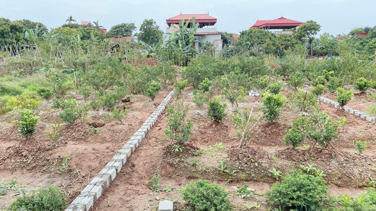 Đông Tảo Khoái Châu FULL THỔ CƯ GIÁ 2,x tỷ