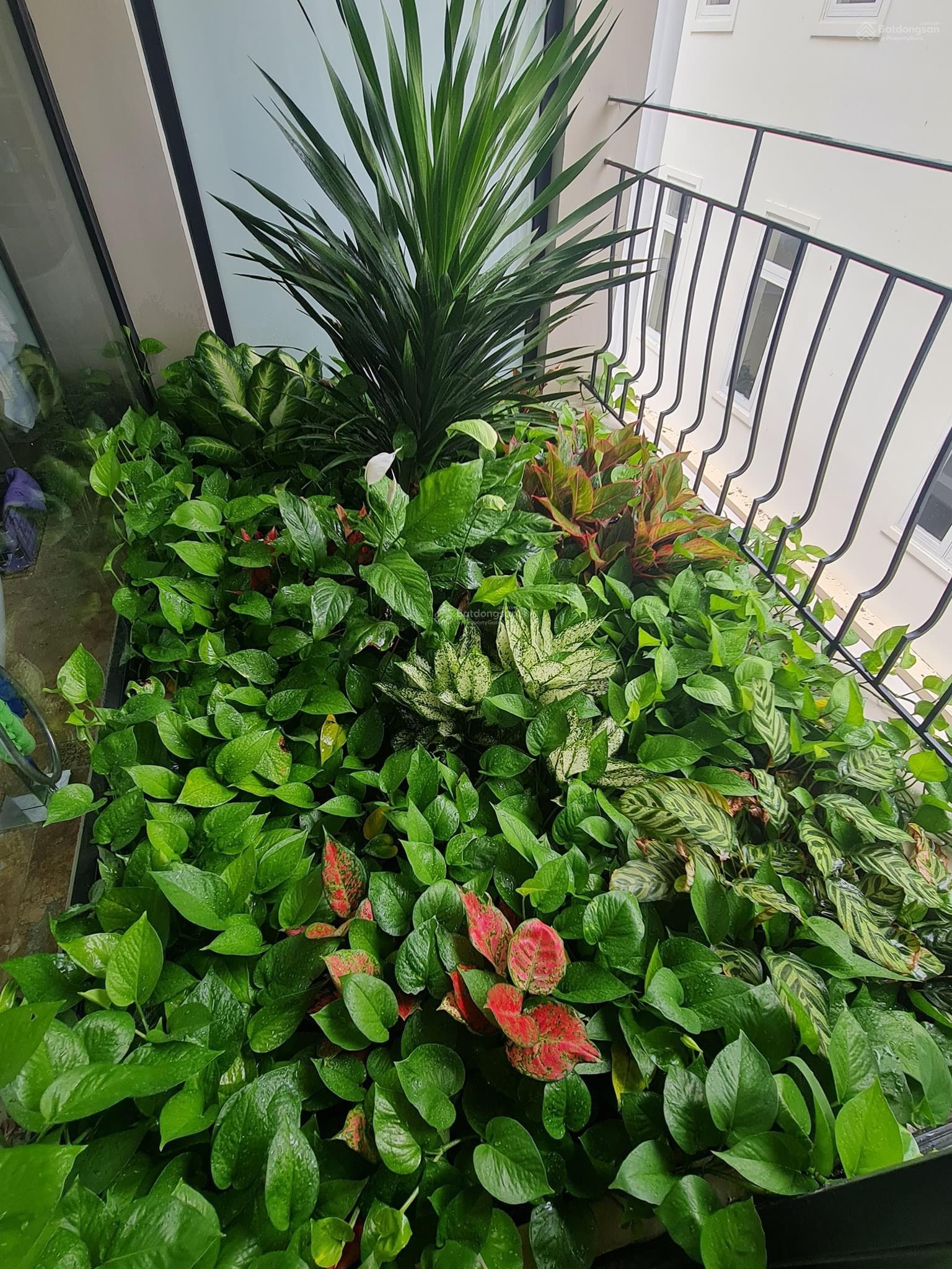 BÁN BIỆT THỰ LIÊN PHƯỜNG 270m2 5PN 5WC BIỆT THỰ QUẬN 9 - XÂY DỰNG 5 - NGANG 15m DÀI 18m BÁN BIỆT THỰ LIÊN PHƯỜNG 270m2 5PN 5WC BIỆT THỰ QUẬN 9 - XÂY DỰNG 5 - NGANG 15m DÀI 18m