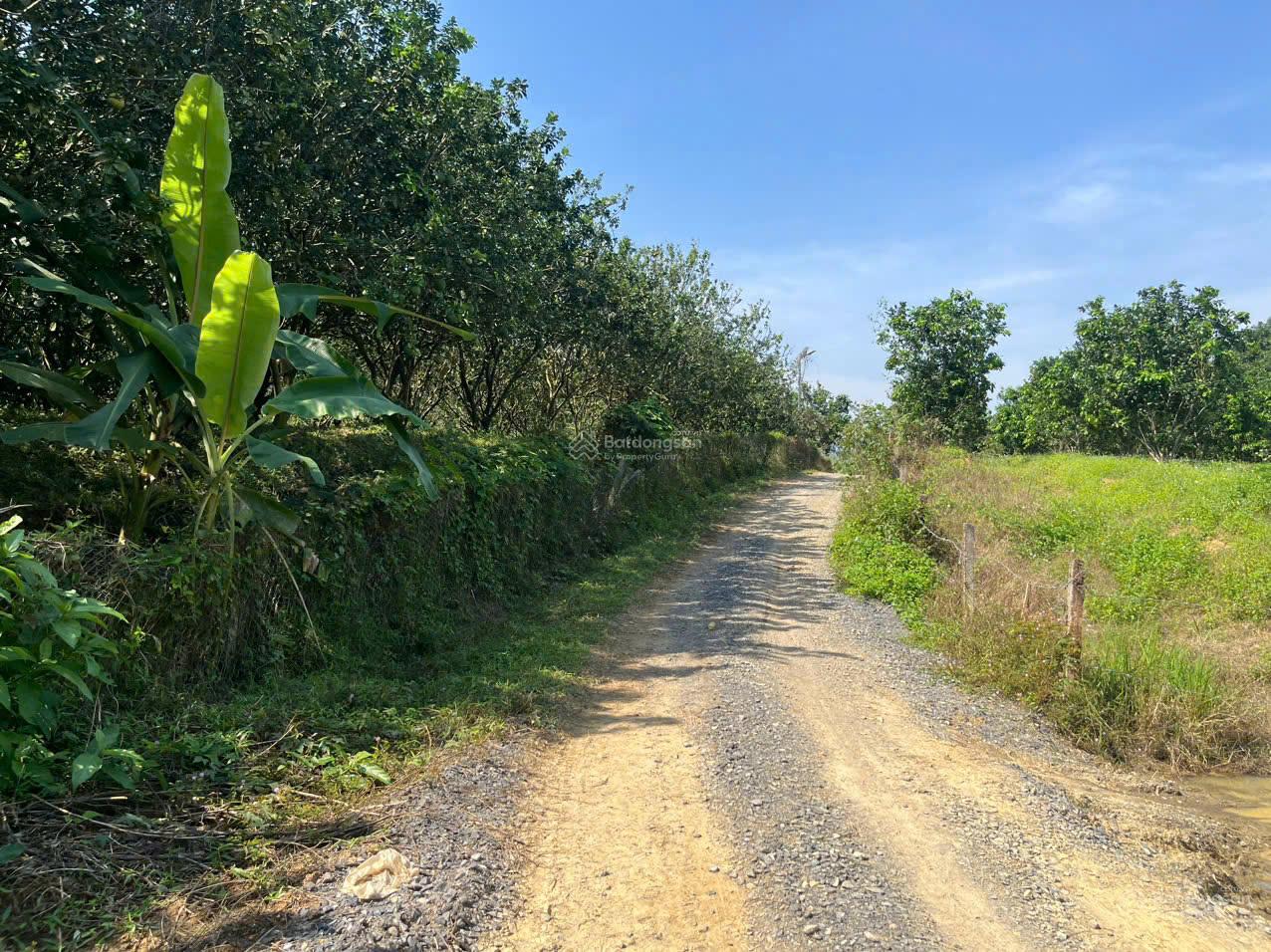 Cần tiền bán đất CLN tại Xã Sông Cầu Khánh Vĩnh, trên đất đã có 100 cây bưởi đang cho thu hoạch