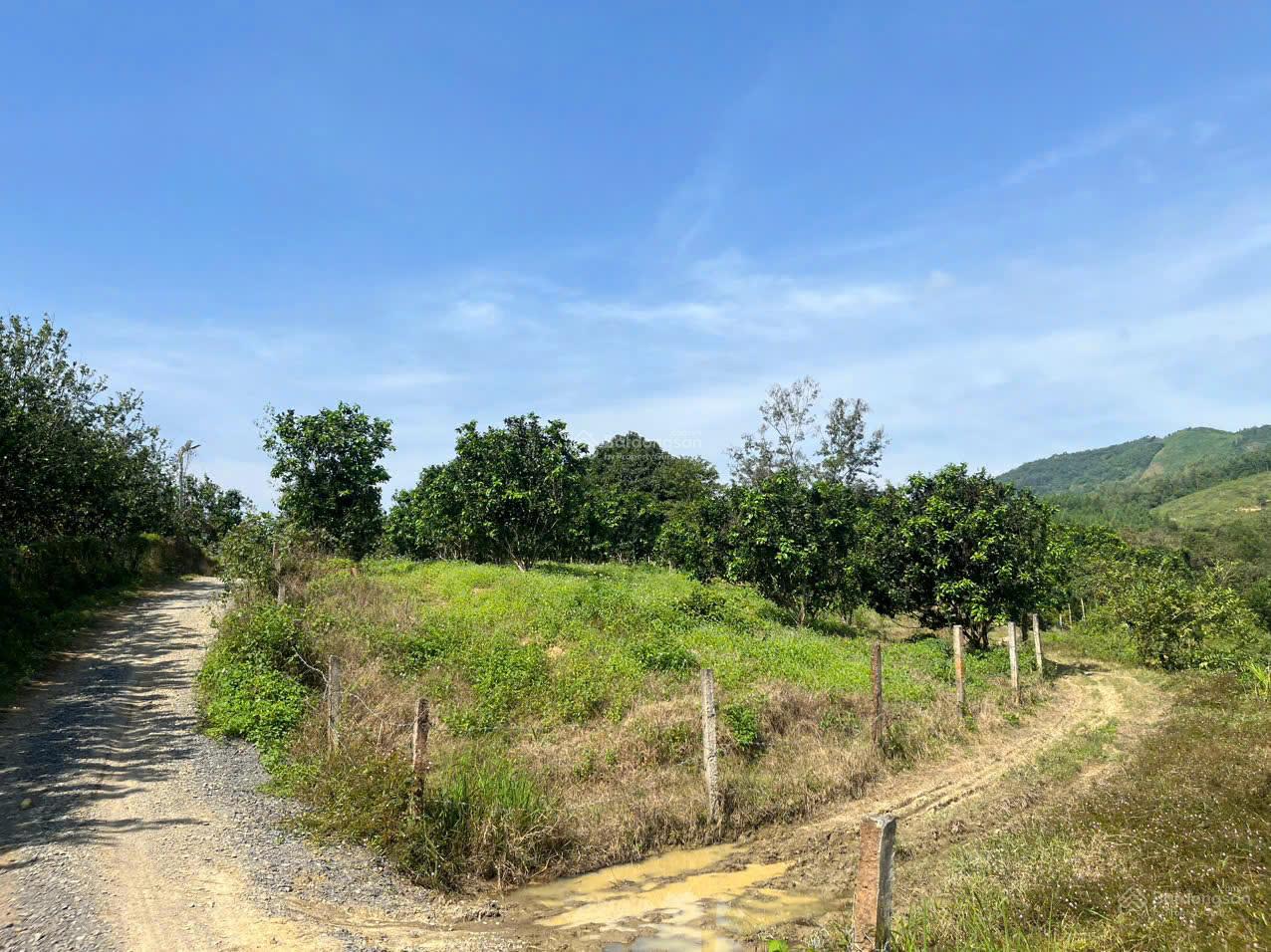 Cần tiền bán đất CLN tại Xã Sông Cầu Khánh Vĩnh, trên đất đã có 100 cây bưởi đang cho thu hoạch