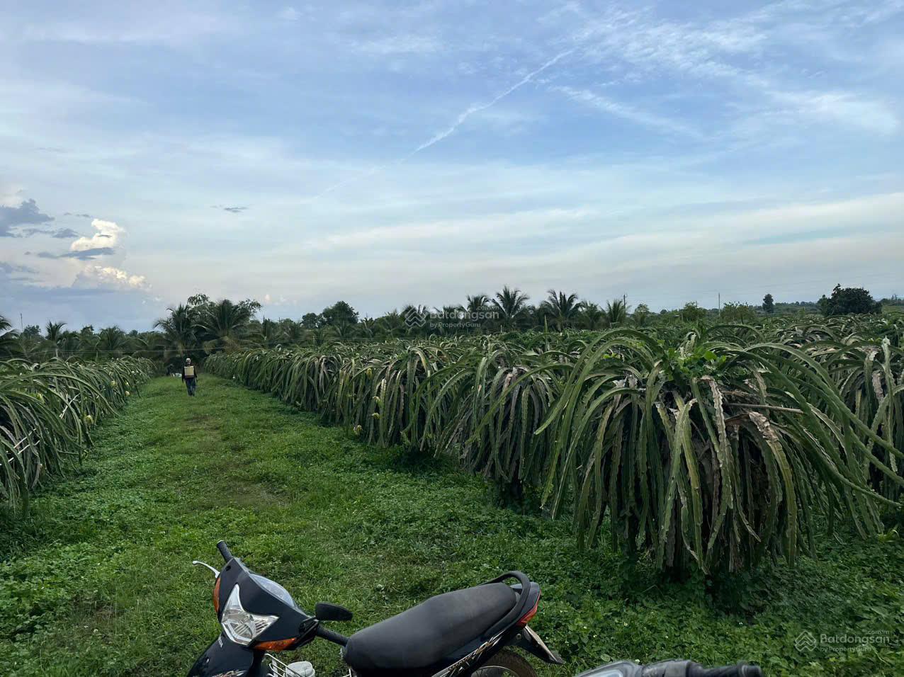 GĐ cần bán 13 hecta trang trại tâm huyết một đời chủ tại Hàm Thuận Nam, Bình Thuận. 2xxtr/sào GĐ cần bán 13 hecta trang trại tâm huyết một đời chủ tại Hàm Thuận Nam, Bình Thuận. 2xxtr/sào