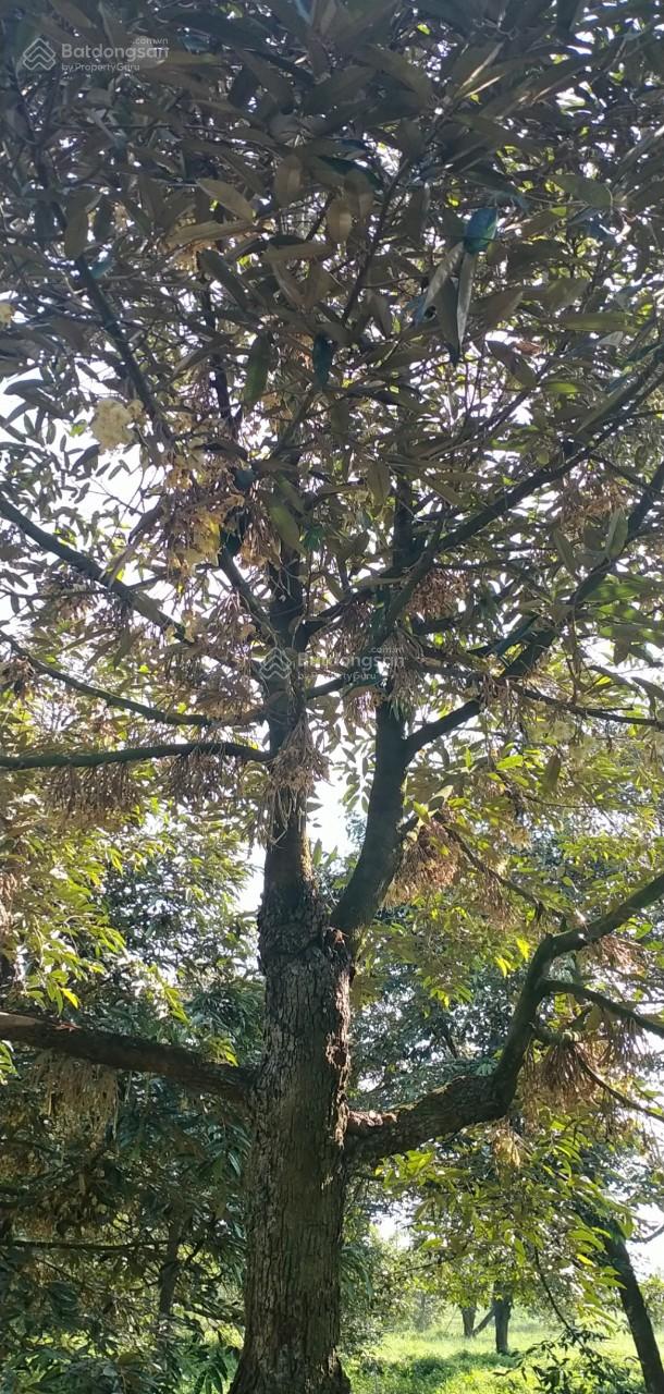 Gia đình bán lô đất 1,8ha đang trồng sầu riêng ở Gò Dầu, Tây Ninh, mỗi năm thu hoạch khoảng 10 tấn