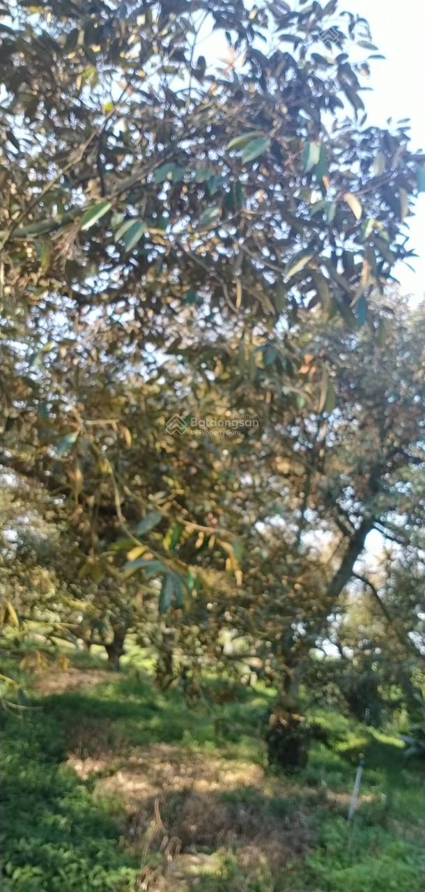 Gia đình bán lô đất 1,8ha đang trồng sầu riêng ở Gò Dầu, Tây Ninh, mỗi năm thu hoạch khoảng 10 tấn