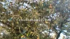 Gia đình bán lô đất 1,8ha đang trồng sầu riêng ở Gò Dầu, Tây Ninh, mỗi năm thu hoạch khoảng 10 tấn