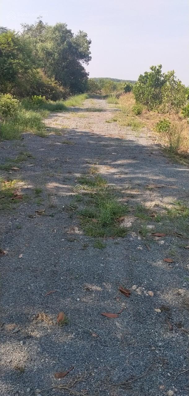 Gia đình bán lô đất 1,8ha đang trồng sầu riêng ở Gò Dầu, Tây Ninh, mỗi năm thu hoạch khoảng 10 tấn