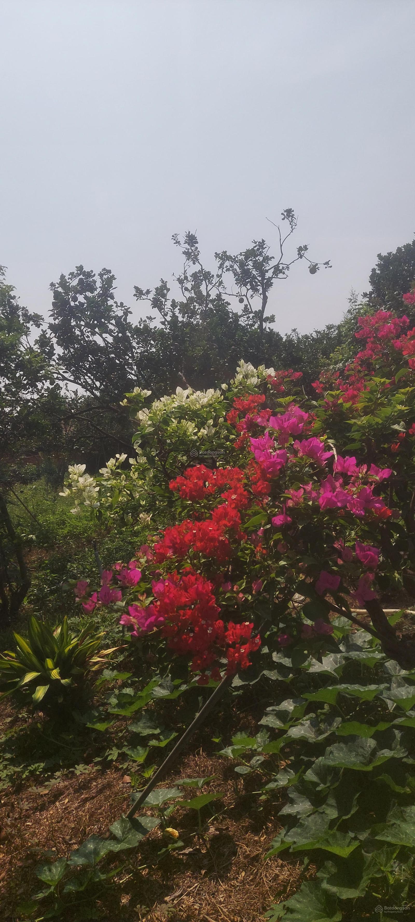 Bán đất tại đường Hương Lộ 9, xã Tân Bình, Vĩnh Cửu, Đồng Nai, giá tốt 3,5 tỷ, 1100 m2