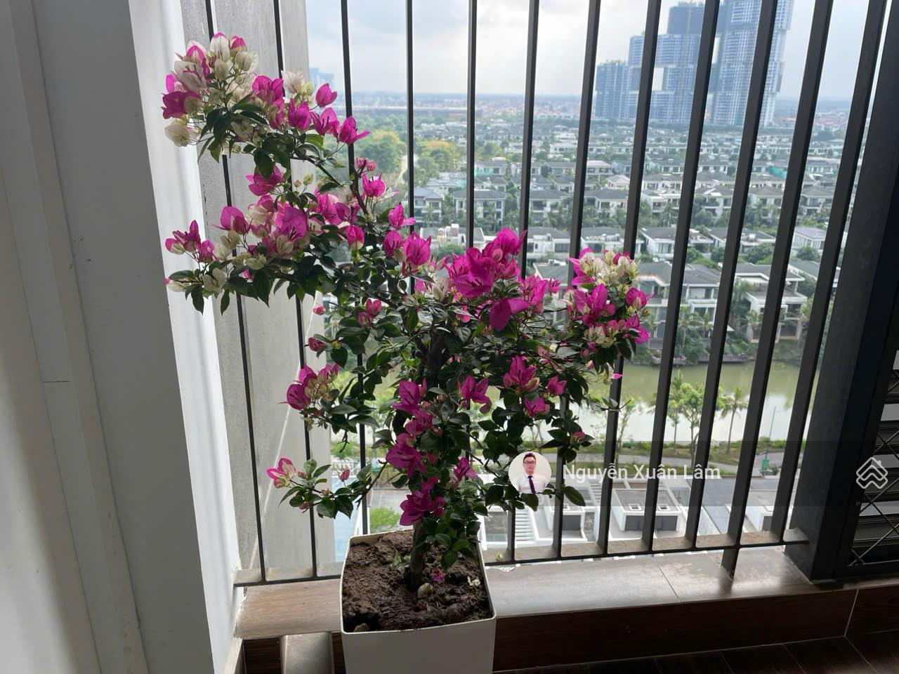 Cần cho thuê 1PN 36m2 view Đảo siêu đẹp full đồ, giá rẻ 6 triệu/tháng Oasis S3 - Ecopark