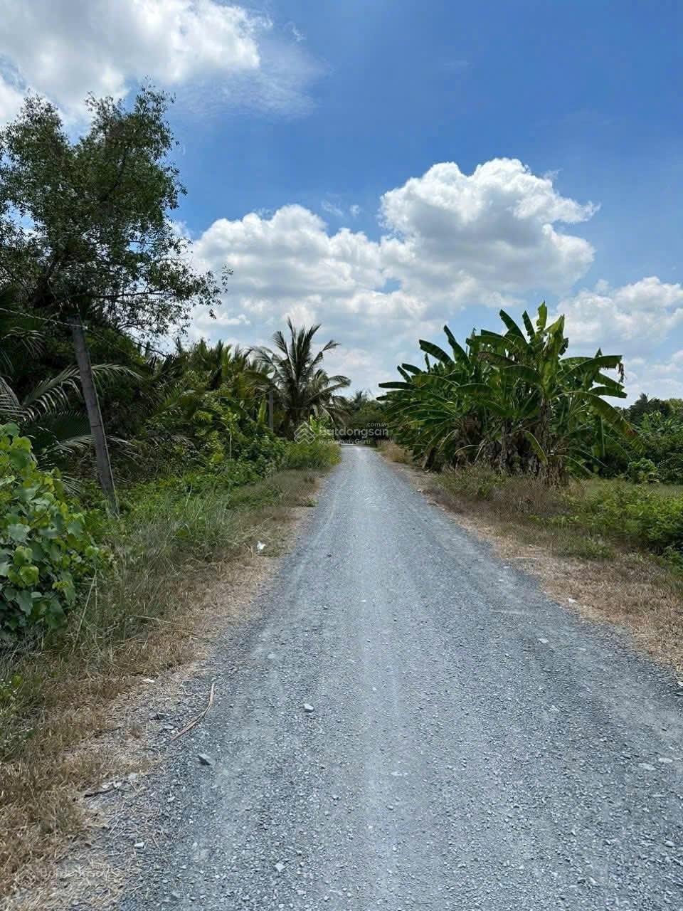 Bán 2000m2 cây lâu năm (CLN) đường đá xanh chuẩn bị lên nhựa 8m mặt tiền 50 m view sông Vàm Cỏ
