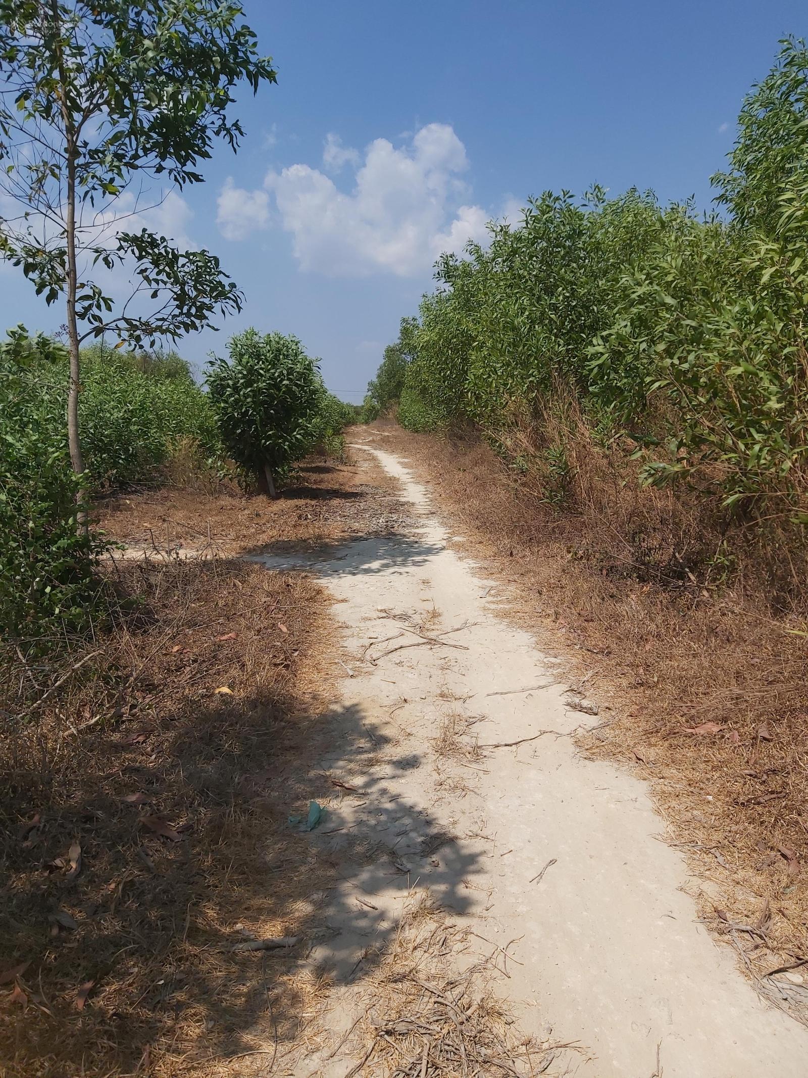 Cần bán nhanh thửa đất cây lâu năm xã Vĩnh Thanh tỉnh Đồng Nai