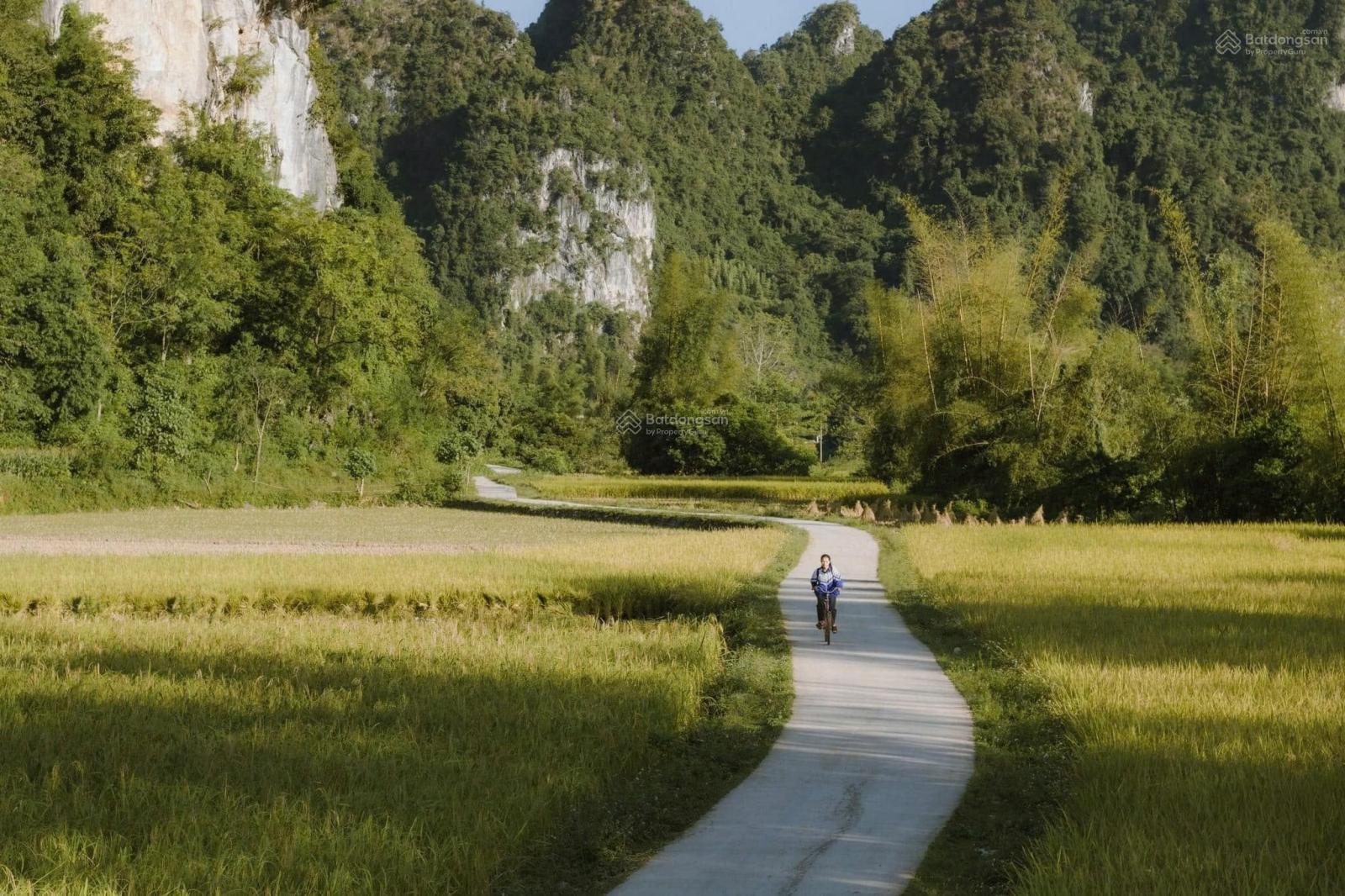 Bán 1.500m2 đất full thổ cư Phạm Hữu Lầu, Nhà Bè giá tốt