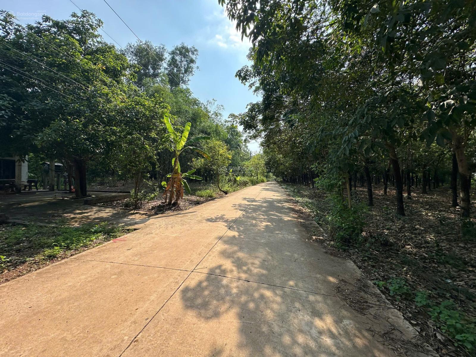 Chính chủ bán 479,2m2 sẵn thổ cư 100m2 ngay sau ủy ban An Linh, giá 480 triệu, sổ hồng riêng