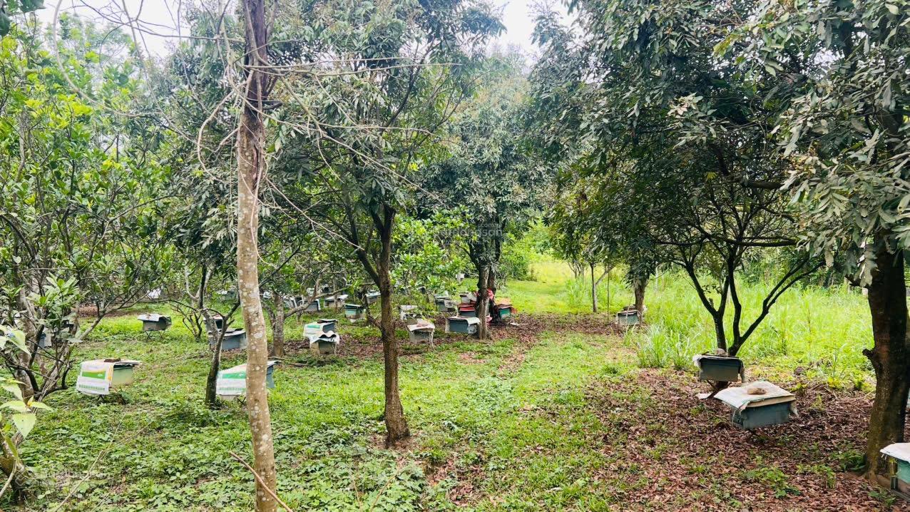 Chuyển nhượng 3900m2 đất đẹp bằng phẳng, mặt tiền bám đường nhựa tại Lạc Thuỷ, Hoà Bình