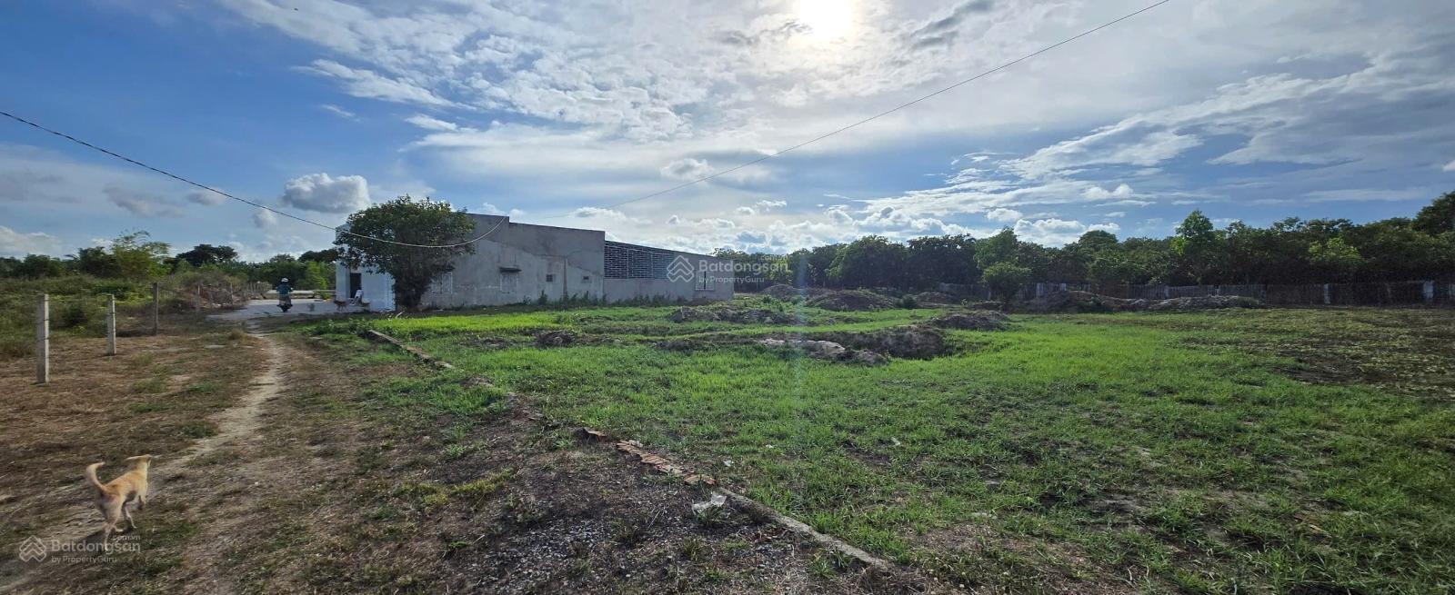 Gần 1 mẫu đất full hồng Bình Châu đã lên sẵn 300m2 thổ cư, có sẵn 2 căn nhà trong đất, chỉ 18 tỷ