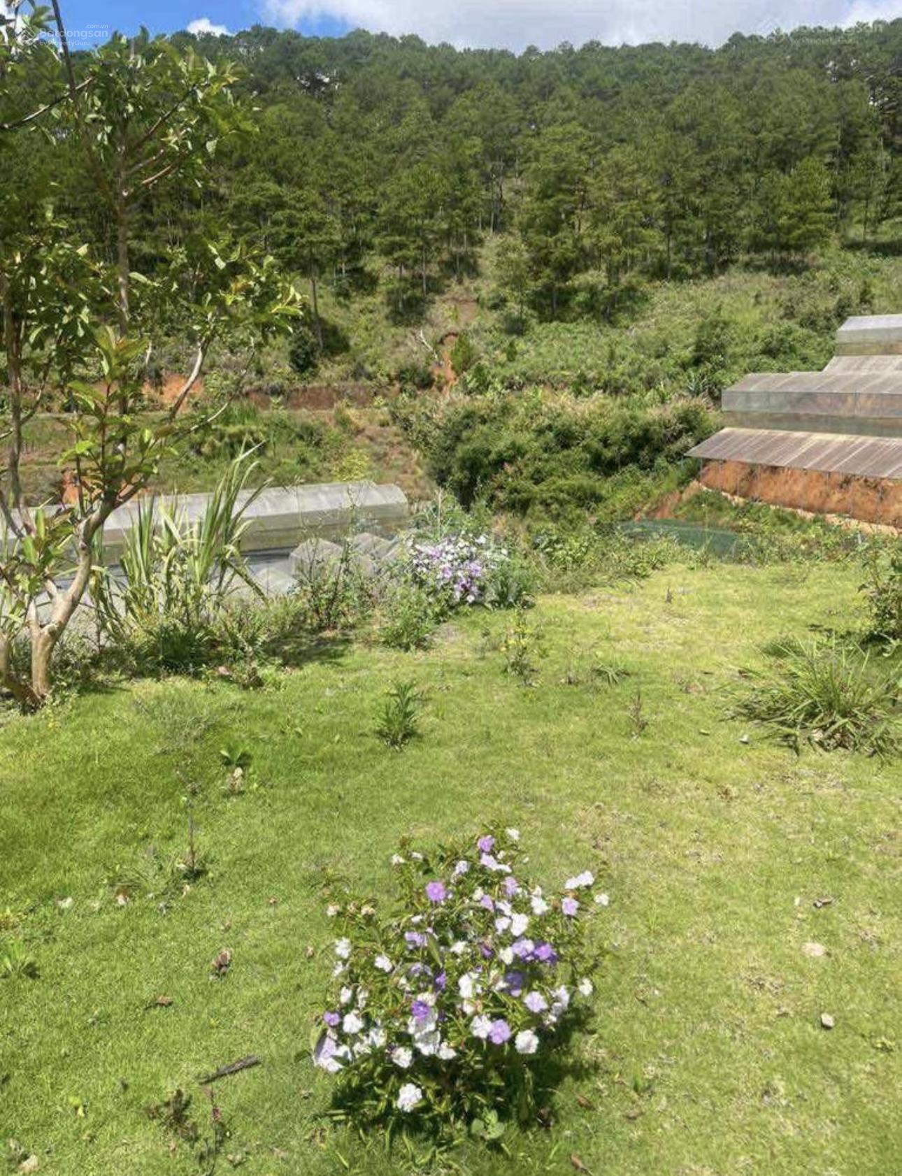 Không tiện quản lý bán lỗ 1200m2 đất view săn mây tặng căn nhà vườn Xuân Thọ - Đà Lạt Không tiện quản lý bán lỗ 1200m2 đất view săn mây tặng căn nhà vườn Xuân Thọ - Đà Lạt