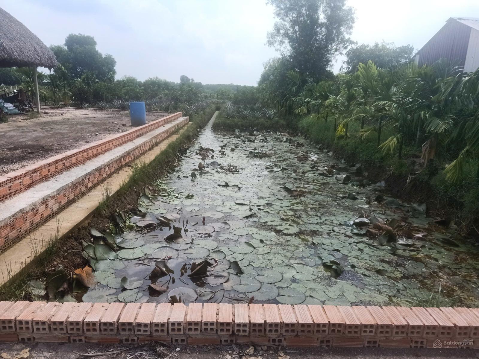 Đất vườn trái cây, ao cá gần sông Sài Gòn chỉ hơn 2tr/m2 Đất vườn trái cây, ao cá gần sông Sài Gòn chỉ hơn 2tr/m2