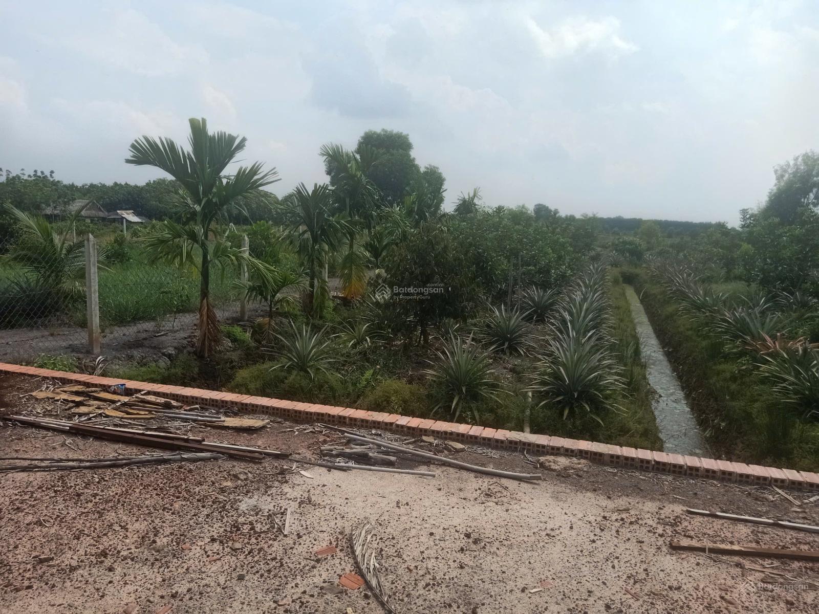 Đất vườn trái cây, ao cá gần sông Sài Gòn chỉ hơn 2tr/m2 Đất vườn trái cây, ao cá gần sông Sài Gòn chỉ hơn 2tr/m2