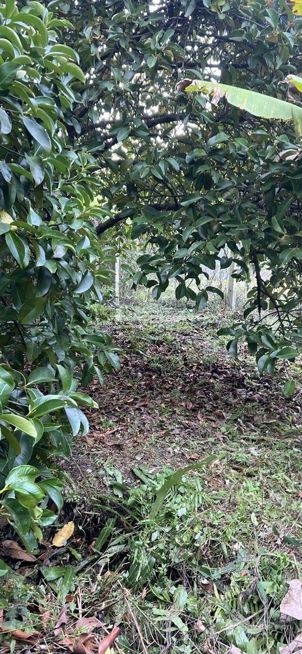 Bán lô đất tặng vườn măng An Sơn, Thuận An, Bình Dương Bán lô đất tặng vườn măng An Sơn, Thuận An, Bình Dương