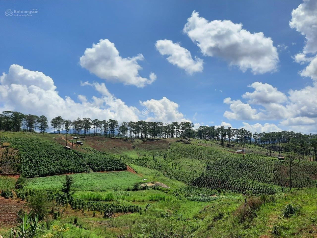 Bán đất tại Xã Đạ Nhim, Lạc Dương, Lâm Đồng, 2,5 tỷ, 8000 m2, đẹp, nhiều tiện ích