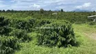 Bán gấp 1 ha vườn cà phê đẹp đường lớn có chòi Tân Lạc